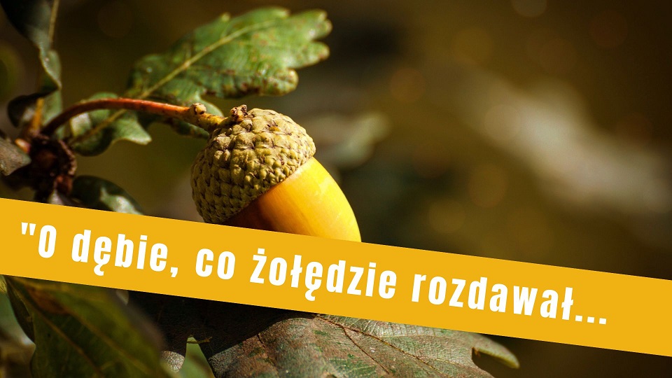 Jak świerk choinką się stał... (1)