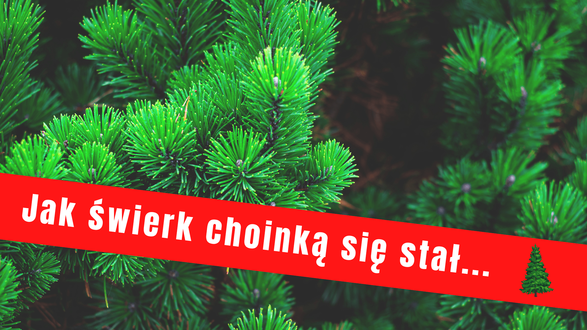 Jak świerk choinką się stał...-min